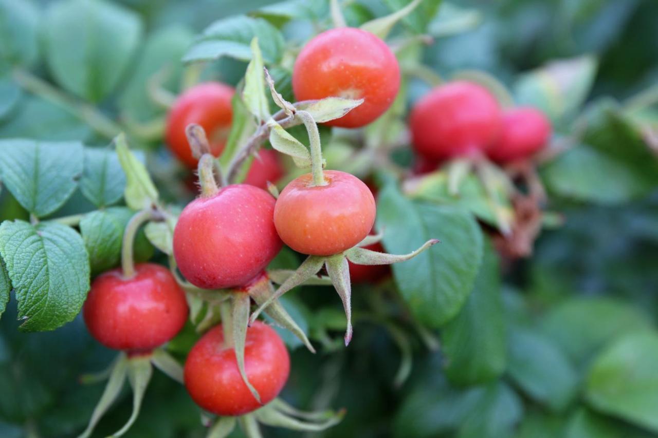 Bemmel Natuurlijk Genieten מראה חיצוני תמונה